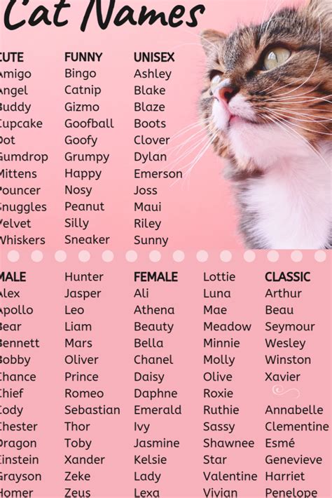 exotic cat names boy